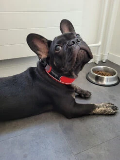 Hunter Collar Divo - Dog Collar 9 Hunter Collar Divo - Dog Collar -Outwell Store hunter collar divo hundehalsband f8d2583e4b8c770908369a2d4364a65d 1