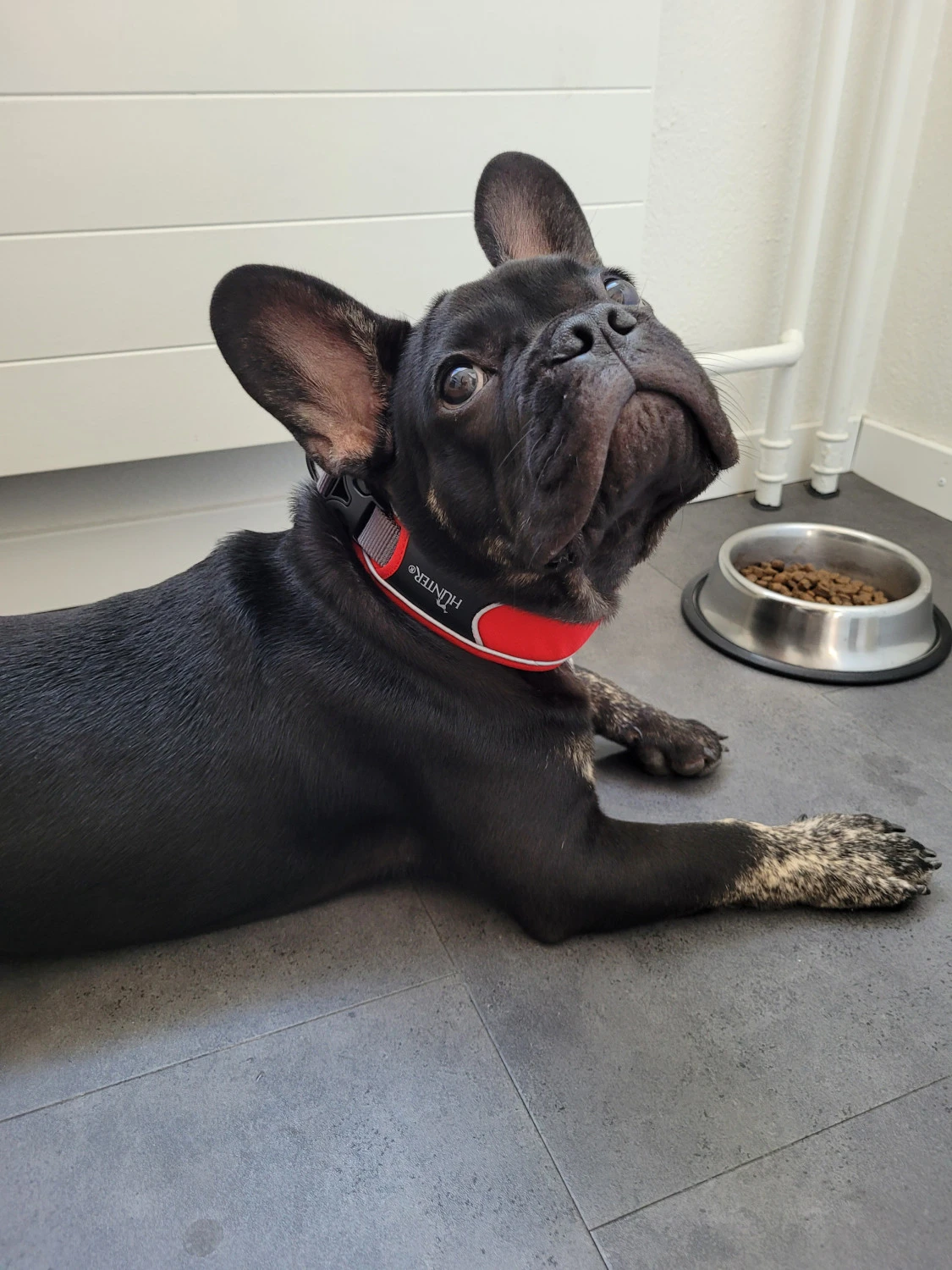 Hunter Collar Divo - Dog Collar 6 Hunter Collar Divo - Dog Collar - Image 4