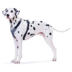 Hunter Harness Neoprene - Dog Harness -Outwell Store hunter harness neoprene dog harness detail 3